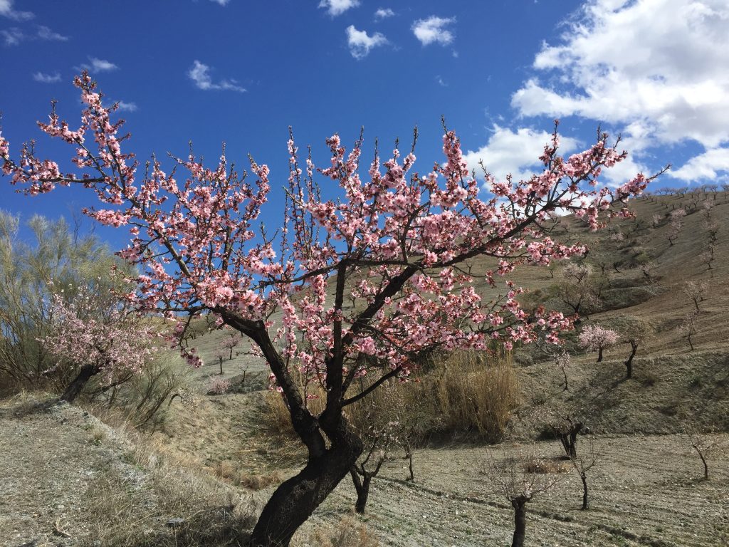 almendro en flor, almendras sierra del saliente