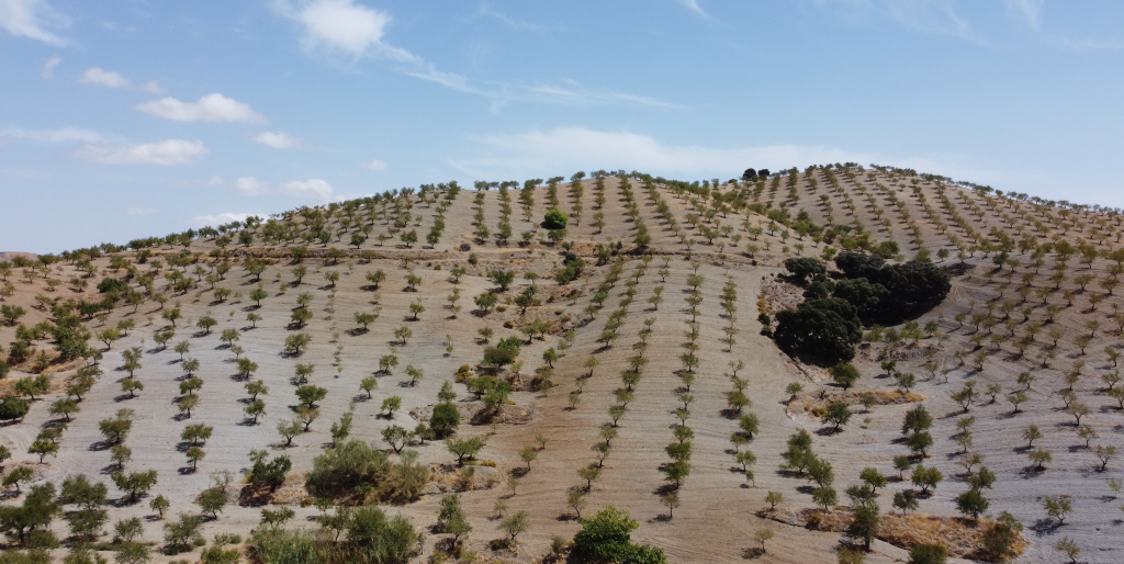 Alta montaña, almendras sierra del saliente